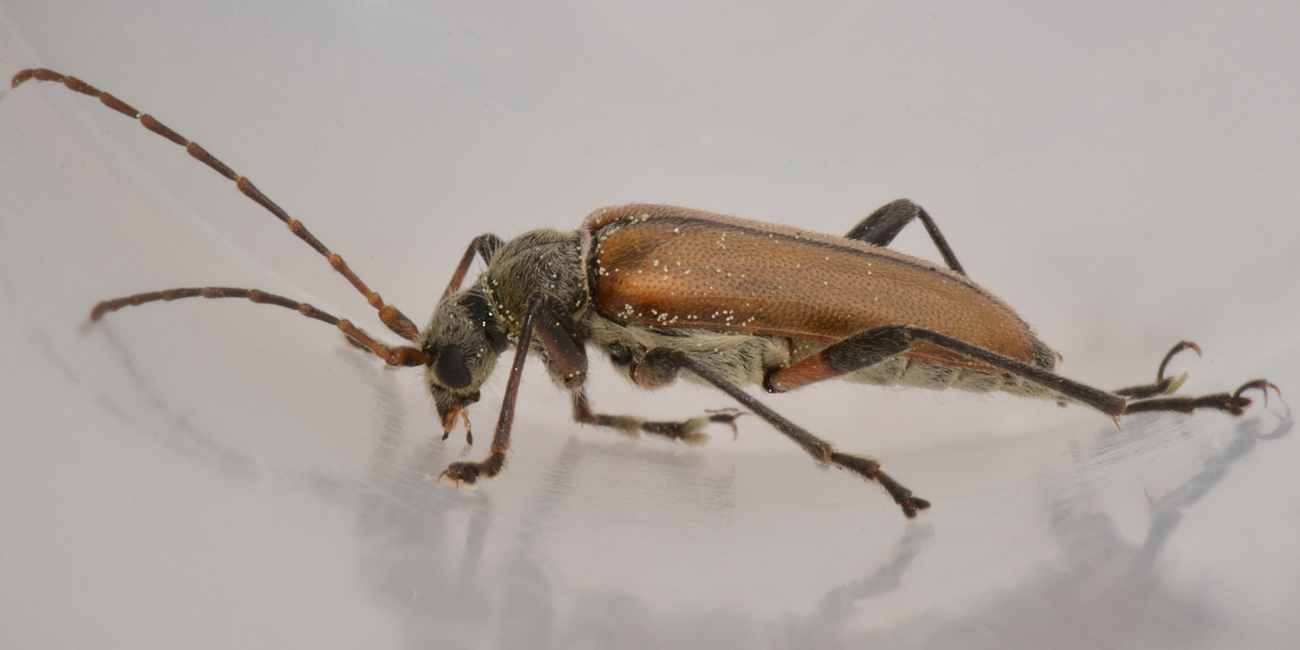 Cerambycidae: Cortodera humeralis?   Sì  !